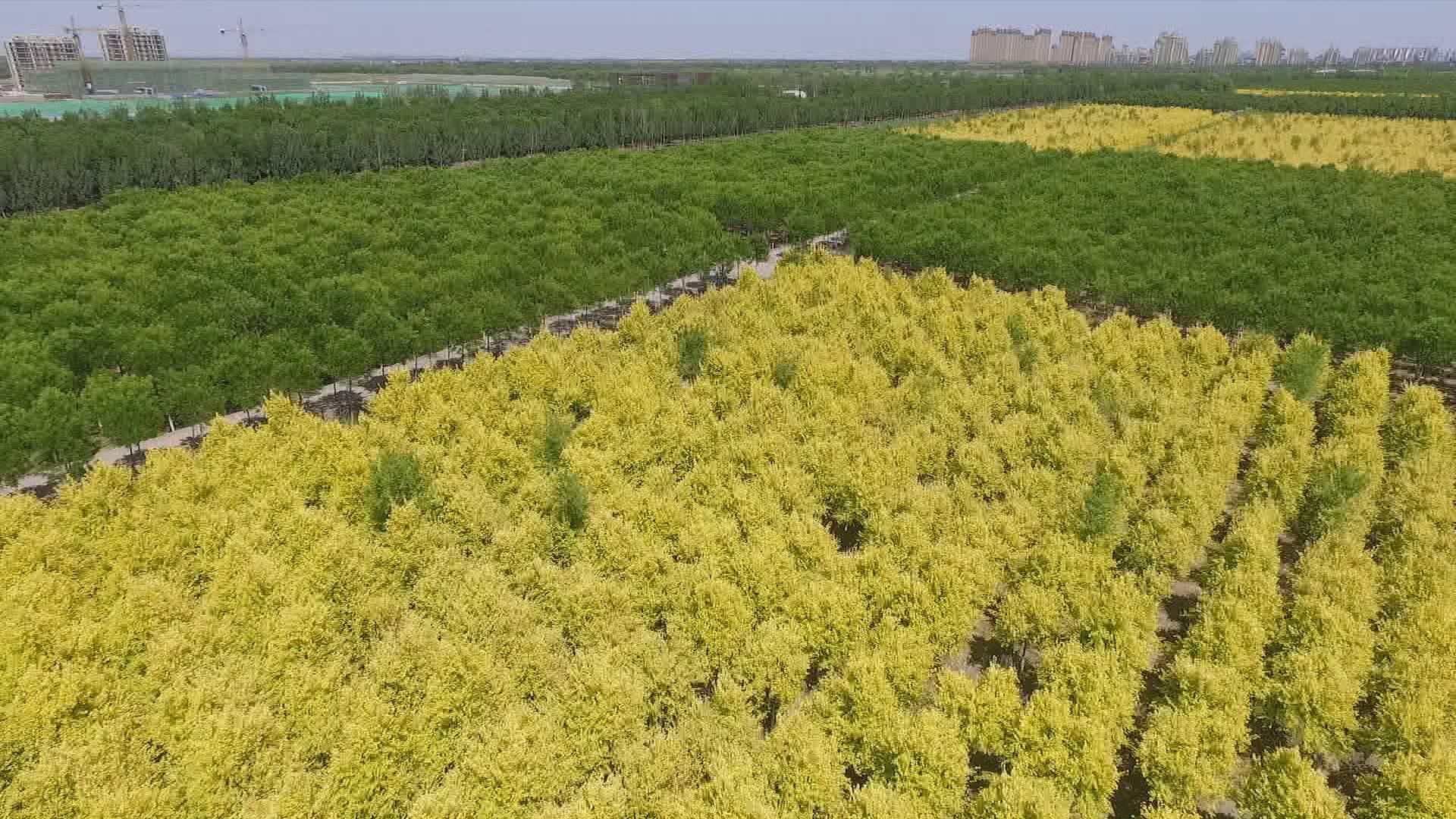 天津東麗湖最新規(guī)劃，塑造未來生態(tài)宜居典范之城