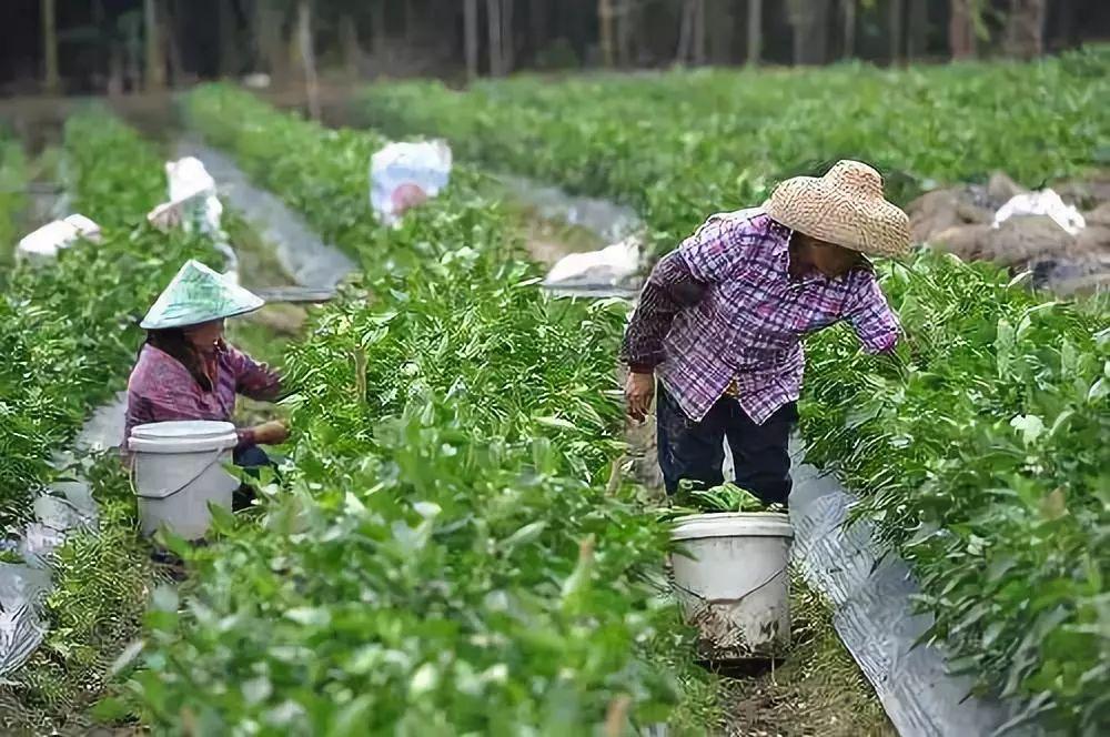 海南辣椒價格最新行情解析