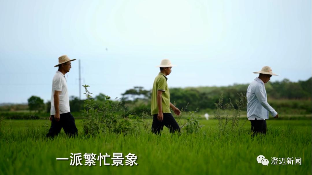 澄邁最新規(guī)劃，引領(lǐng)城市發(fā)展的藍(lán)圖展望